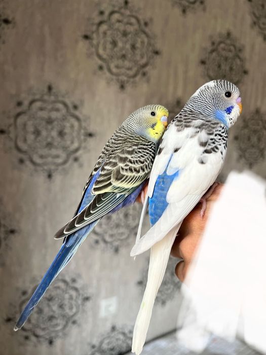 To’tiqush valnistiy волнистый попугай