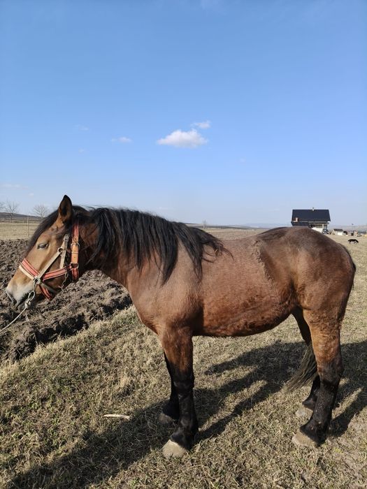 Vând iapă de 2 ani