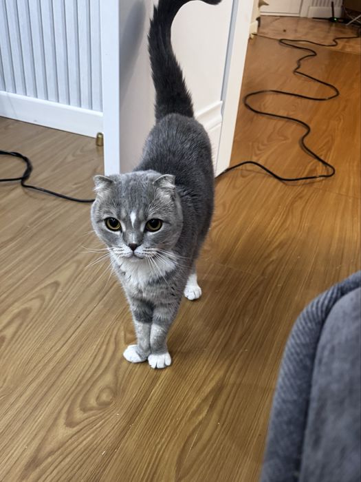 Кошка, шотландка, вислоухая