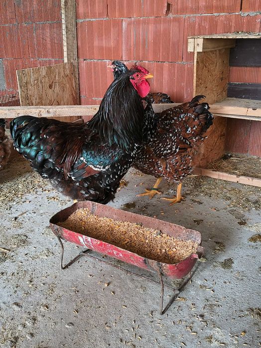 Vând ouă pentru incubat de wyandotte porțelan