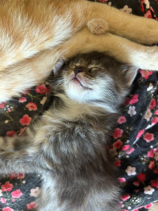 отдам девочку котенка