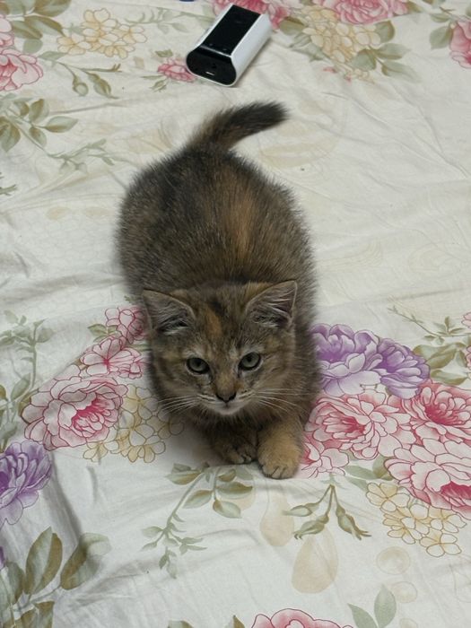 Хочу пристроить котенка, девочка