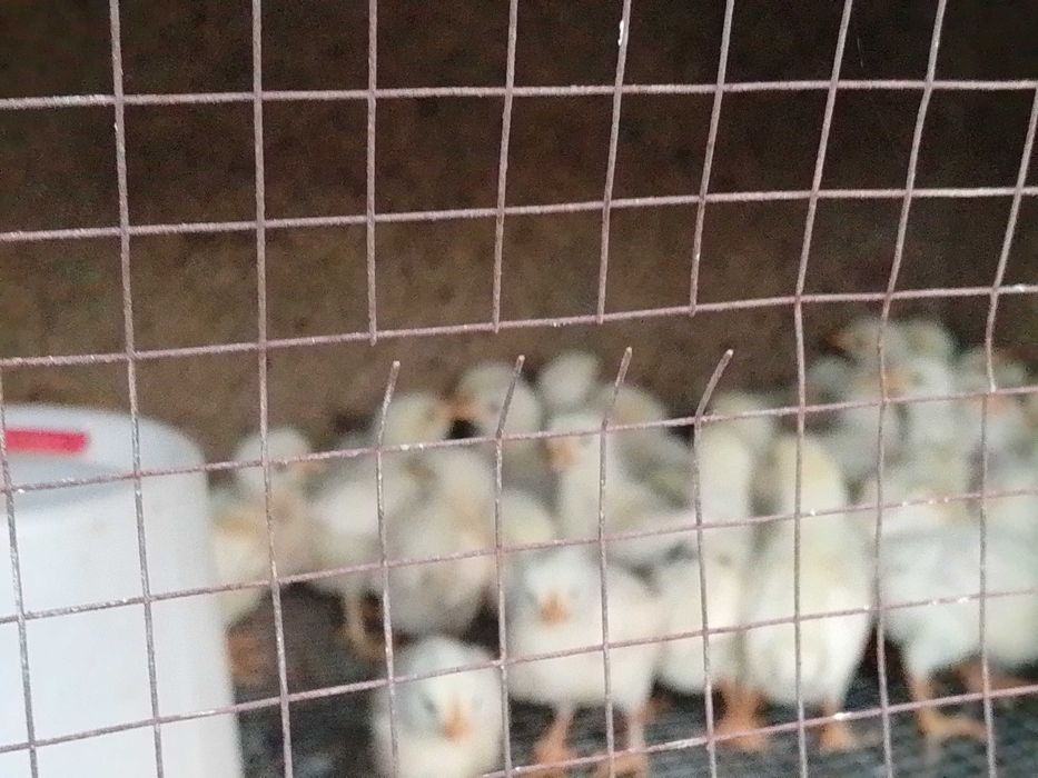 Продаются цыплята бройллер