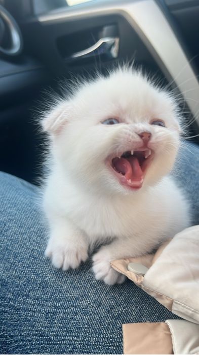 Продам котёнка девочка