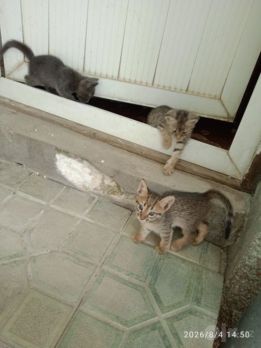 Отдам катят в хорошие руки