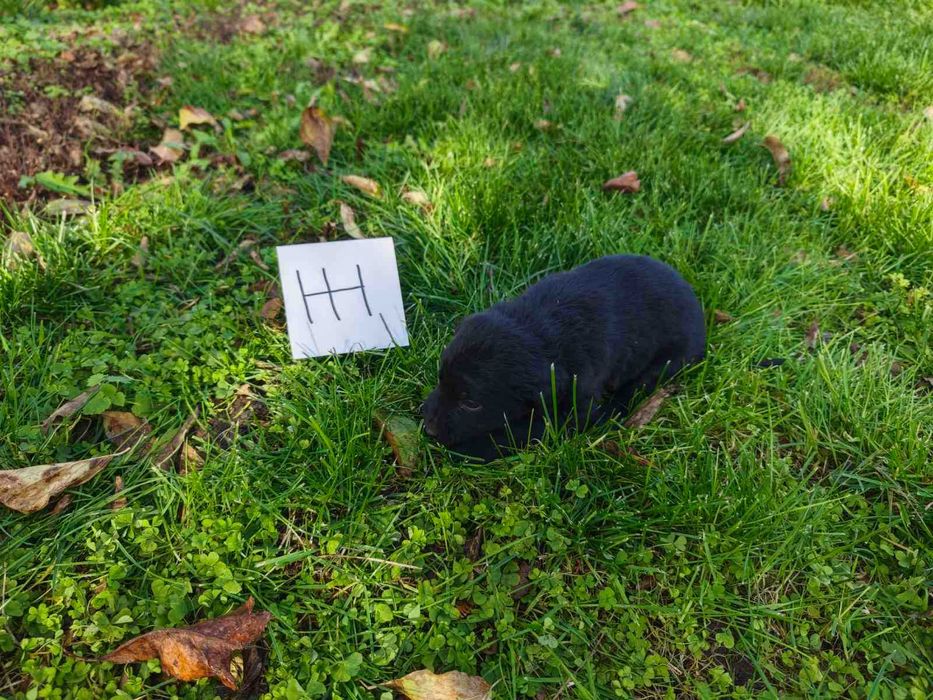 Подарявам кученца на 50 дни с поставена първа ваксина гр. Хасково