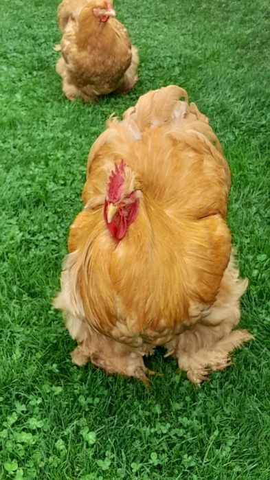 Găini cochinchina uriaș și pauni