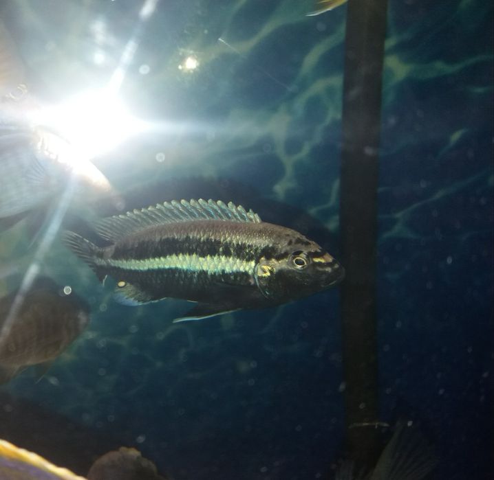 Ауратус золотой .Цихлида Африки.