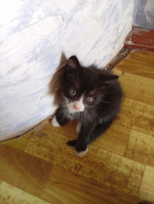 Мальчики в хорошие руки