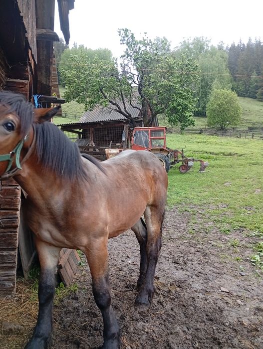 Vând mânz 1 an și o lună