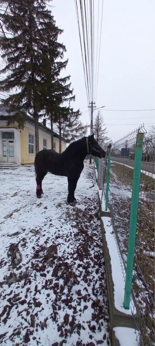 Cai de vanzare.. 1 are 3 ani iar celalat are 3 ani jumatate