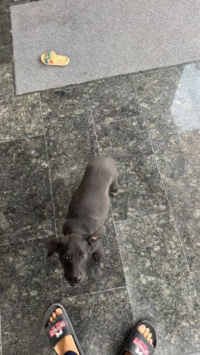 Лабрабор щенок 3 месяца