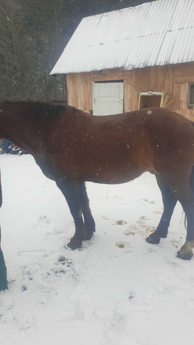 Cal castrat de vnzare