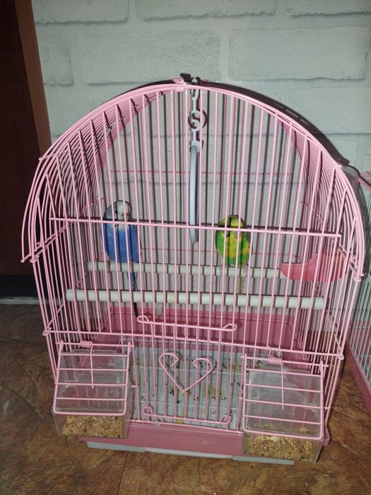 Продам папугайа.