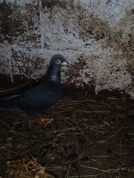 Vând 9 porumbei voiajori