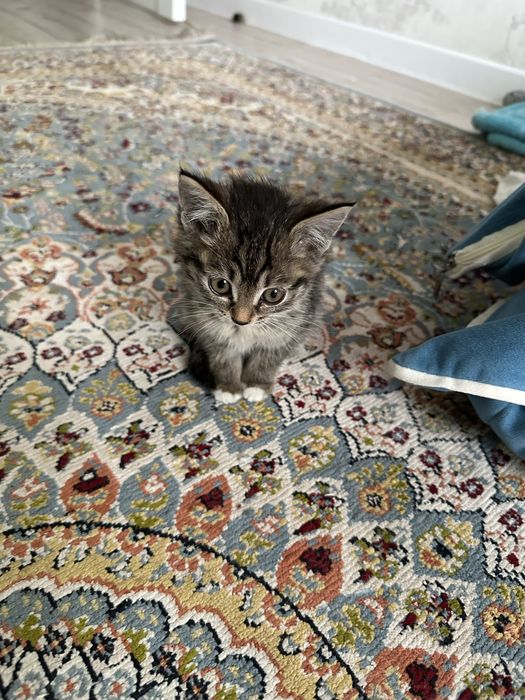 Отдам в надежные добрые руки. Котенок