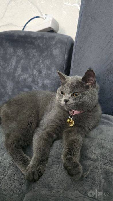 Скоттиш Страйт девочка