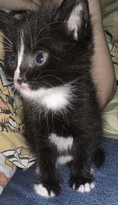 Отдам котят в добрые руки