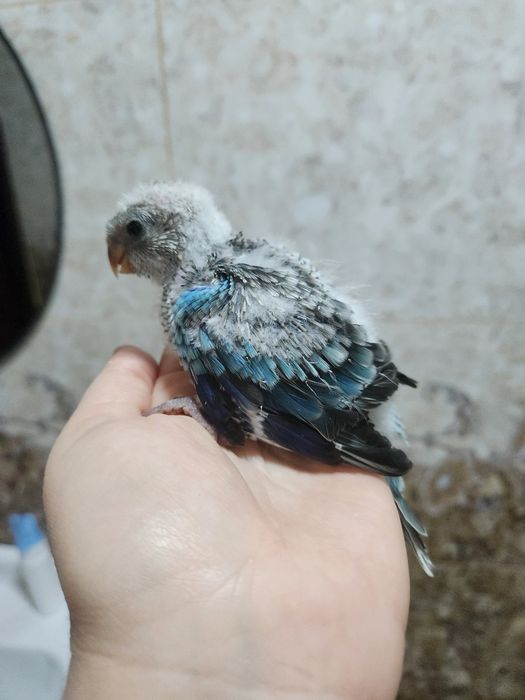 Продам молодых,певчих попугаев.Для ручного выкармливания кашей (самцы)