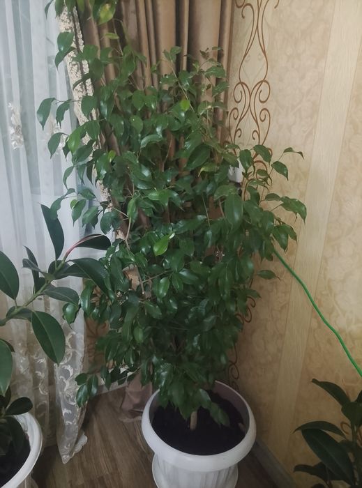 Фикус Бенджамина