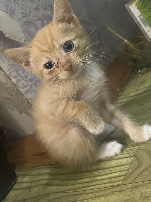 Отдам котят бесплатно