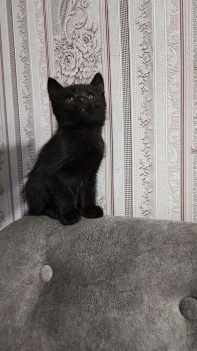 Котят в добрые руки