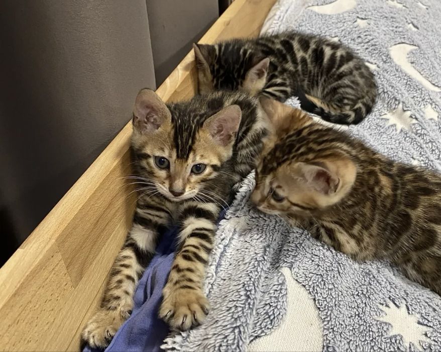 Чистокровные бенгальские малыши!!!