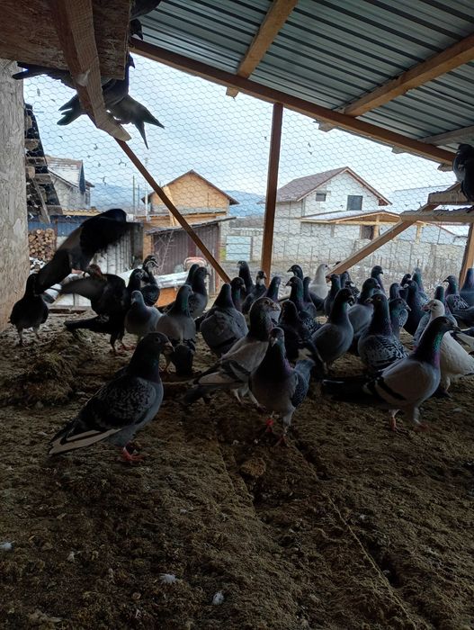 De vânzare  porumbeii voiajori