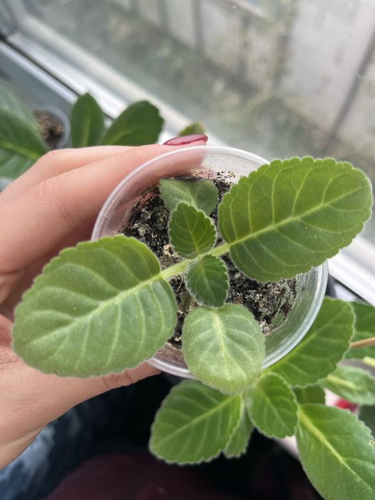 Глоксиния розовая махровая