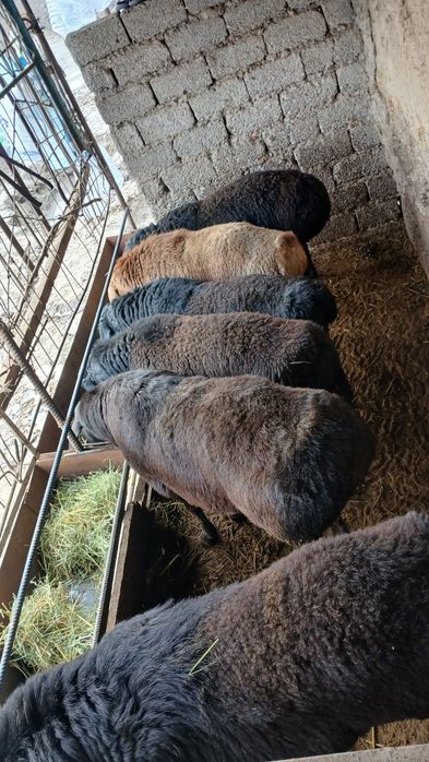 Qochqorlar sotiladi soni 6ta