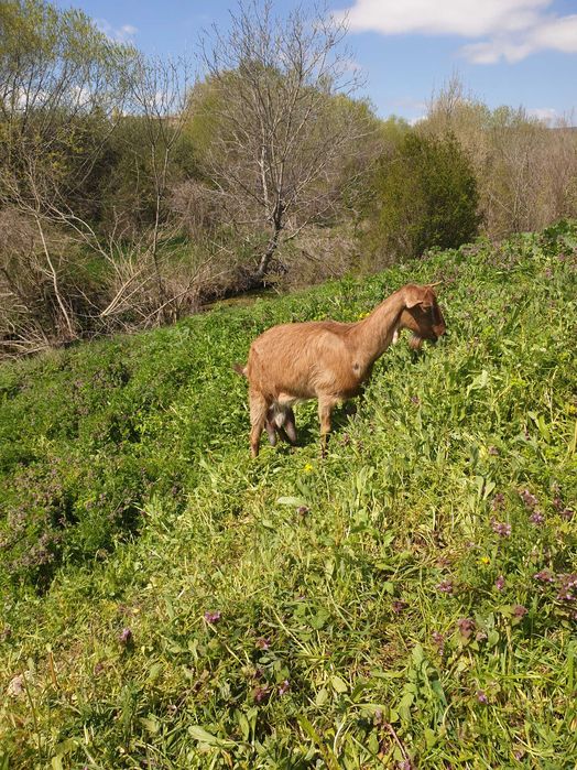 Селско стопански животни