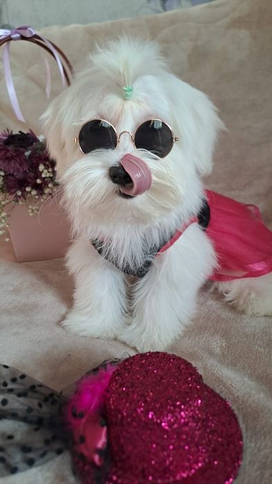 Кукляшки щенки мальтеза