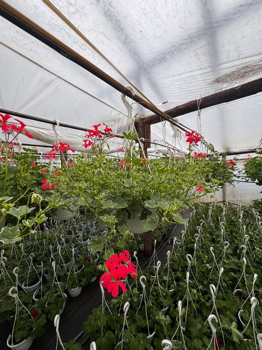 Muscate engro la pret de producator