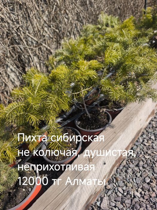 Ель, пихта, туя, можжевельник