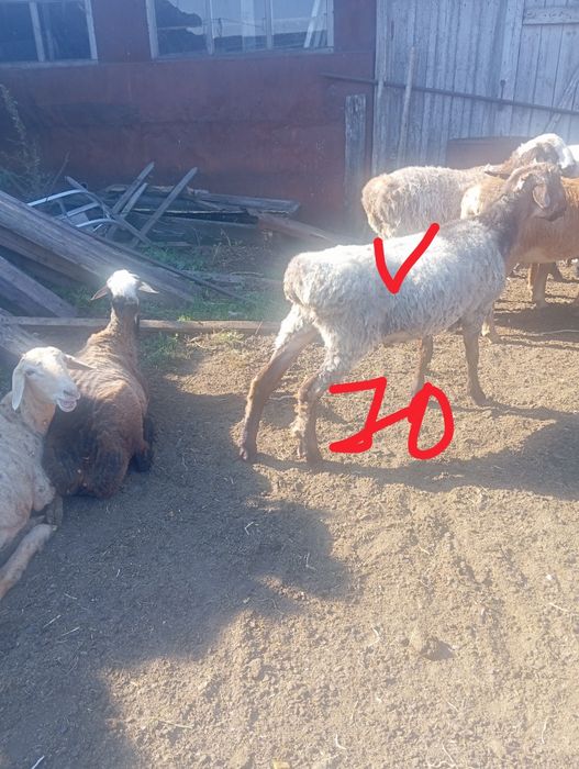 Продам кошкарчиков
