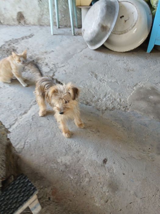 Срочно нужен кабель беспародный или пародный СРОЧНО!!!