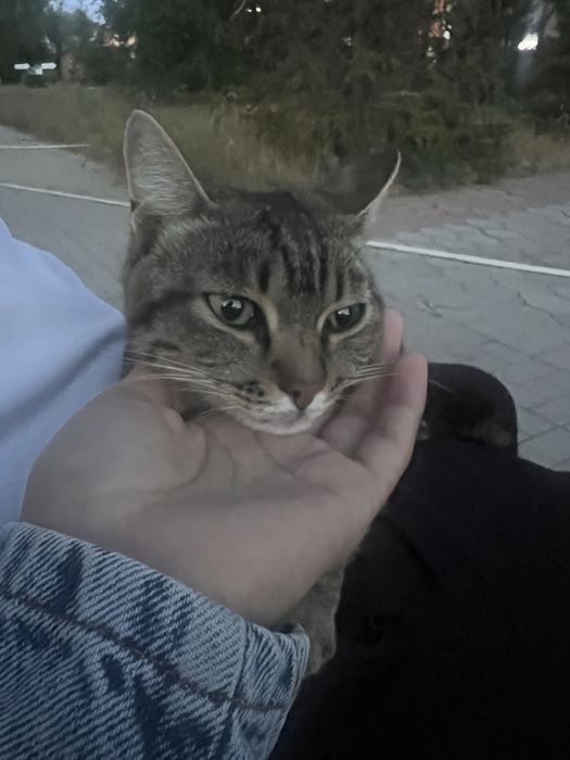 Кошечка ищет дом