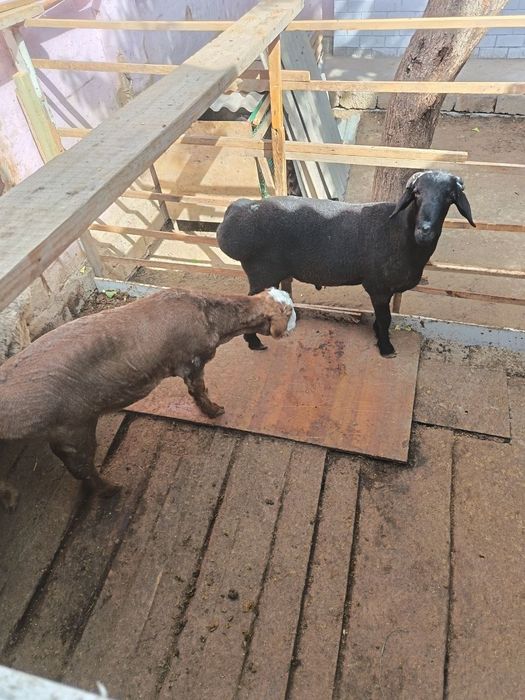 Qoʻchqorla sotiladi