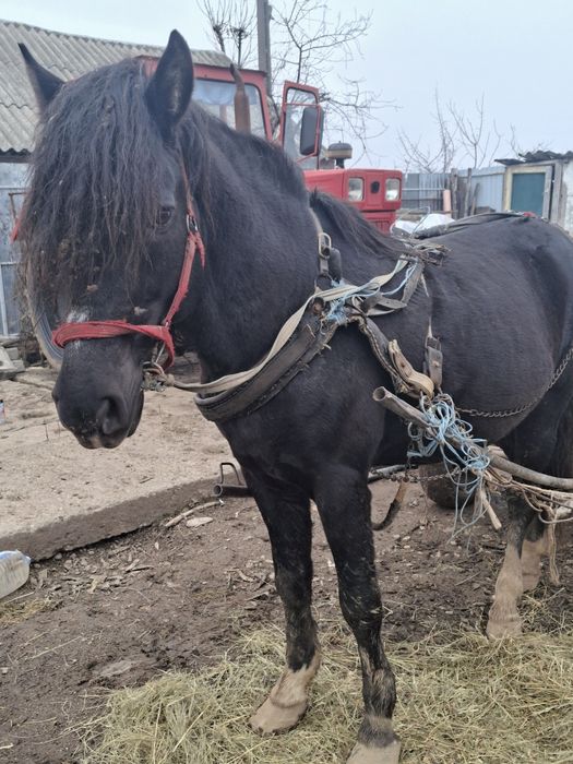 Armăsar de vânzare