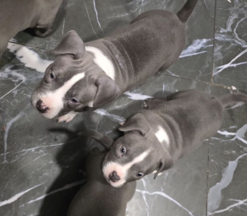 Американско Покет Були