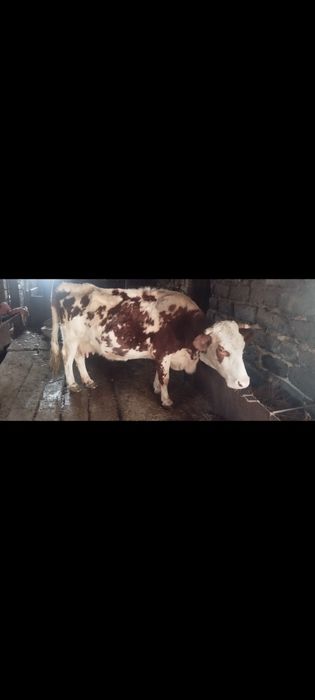 Продаются коровы