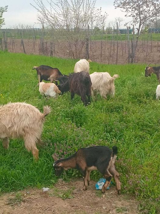 Vand capre tinere si bune de lapte!!