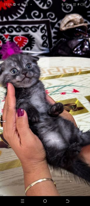 Продается красивые котенки