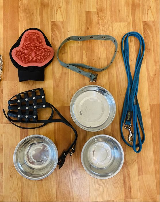 Ошейник собаки