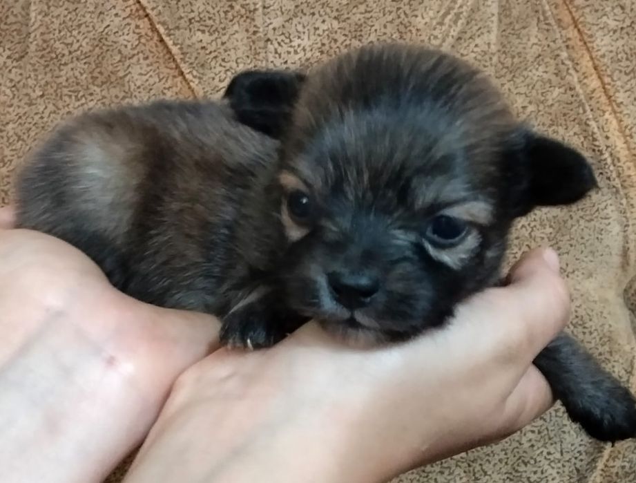 Продам щенков чихуахуа