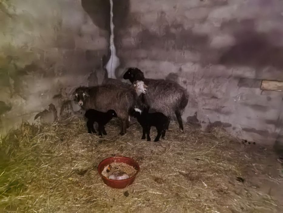 Койлар сатыладыы