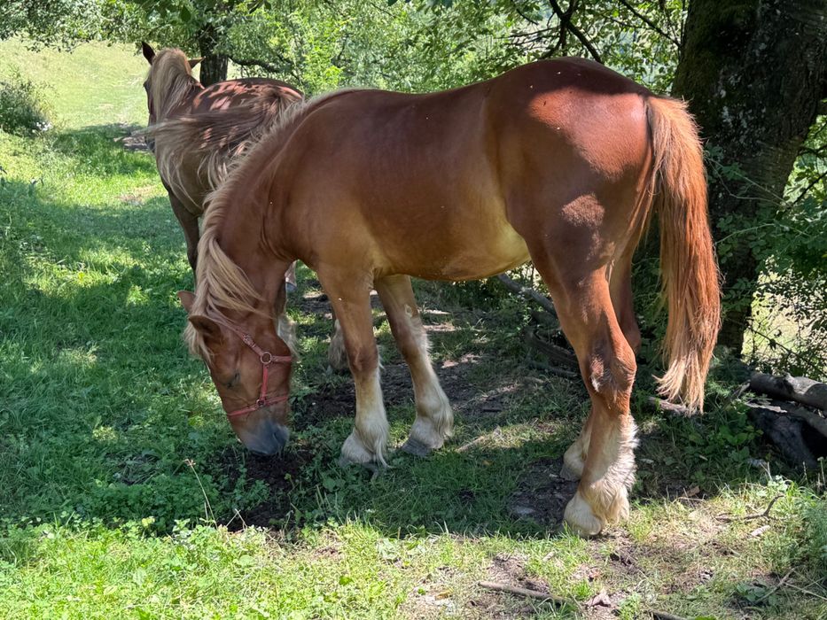 Mânz 1 an și 3 luni de vanzare
