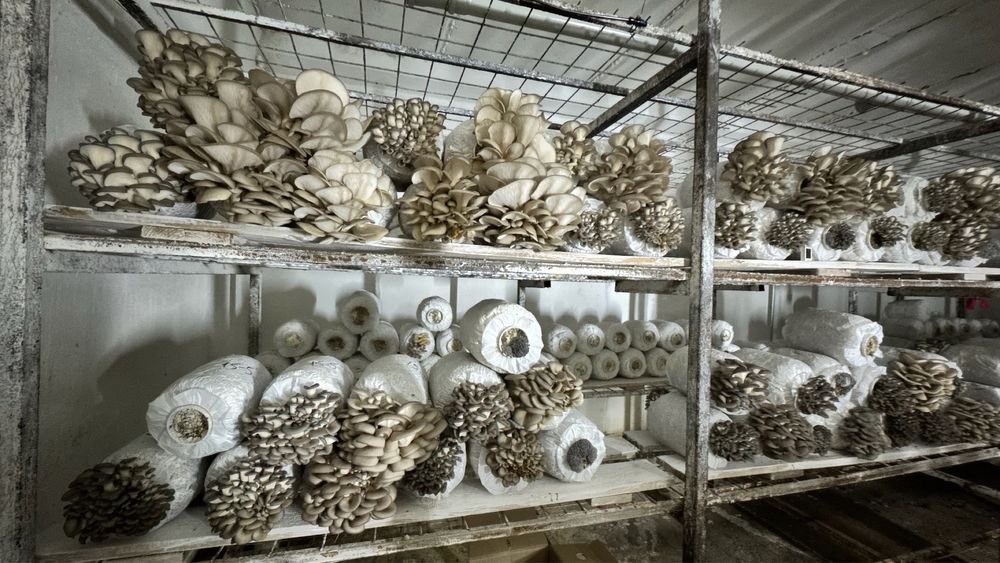 Продам Грибной бизнес