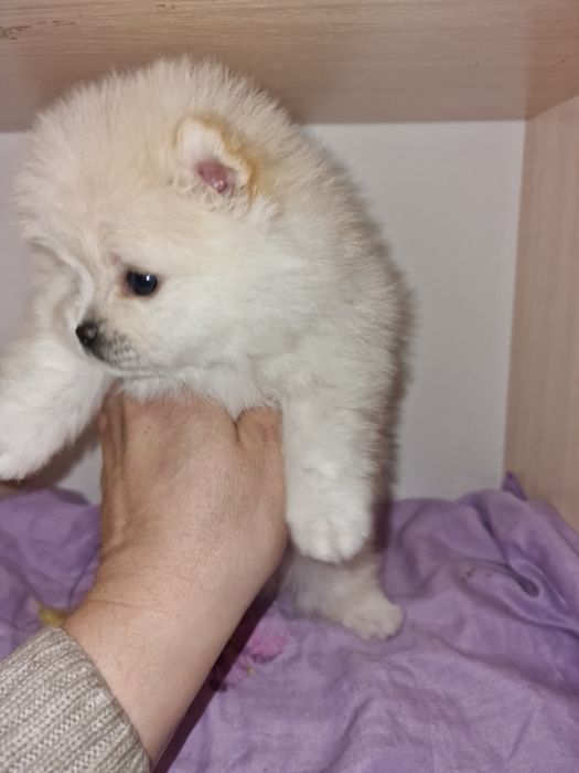 Продам шикарных щенков шпица