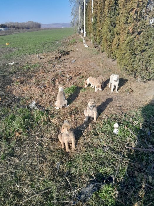 6 catelusi abandonati mizil